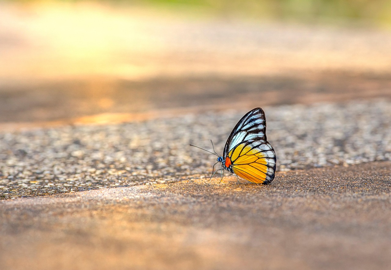 Pai Natur Schmetterling